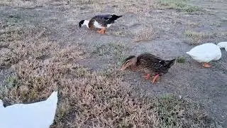 Domestic ducks @ Sparks Marina 