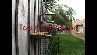 Top Knot Pigeon