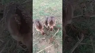 feeding peacock chicks #birds #hatchingchickeneggs