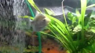 Myloplus rubripinnis.flv