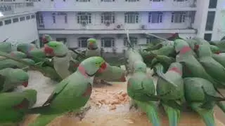 Hermosos loros alejandrinos con cola larga # красивые александровскийе лолугаи с длинным хвостом