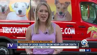 Dozens of dogs saved from near-certain death at Tri-County Animal Rescue