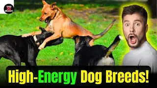 Top 10 Most Energetic Dog Breeds | High Energy Dogs You&rsquo;ll Love! | Top 5ology
