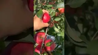 Why are Fuji apples a favorite of many people?