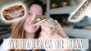 Reptiles & Amphibians That Dont Take Up Alot of Space // Small Reptiles and Amphibians