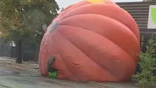 Wind Blows Down Giant Pumpkin In Stockton