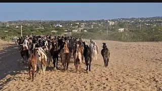 Evening Time: Goats Entering the City 😮🐐 | Village to City Life