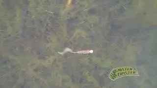Underwater Footage - Mister Twister 