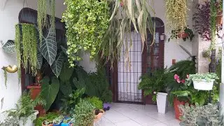 Minha varandinha  cheia de plantas!