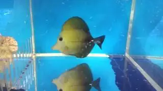 Scopas Tang $159 - Bali