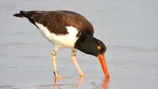 American Oystercatcher - Pat O'Neil's Video Bird ID's