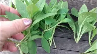 Петунья. Осеннее черенкование петуньи. Часть 1 Petunia. Autumn cuttings of petunias. #heliummining