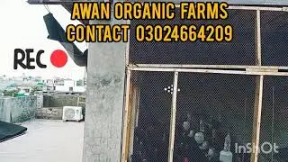 modern poultry shed design on the roof top