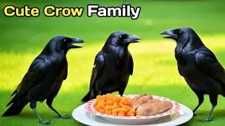 Morning with Crows | Family Breakfast Moments August 2025 🐦&zwj;⬛😍  