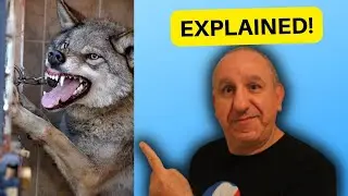 Aggressive dog behaviour explained by a dog trainer