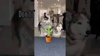 Huskies are confused by mimicking cactus toy #goldenretriever #husky #dog #shorts