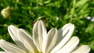 Panasonic DMC-LX5 Macro Test.MOV