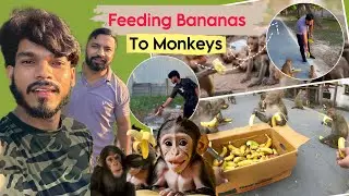 Feeding Bananas to the Monkey Happy Moment🥹 | Daily Vlog PT-2