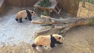 2026.01.17 에버랜드 씩씩하게 산책중♡