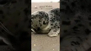 Animal Wisdom - Motivation🦭 #shorts #animals #motivation #seal #waltdisney #love