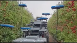 Just drones picking apples