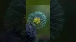 Transition of Beautiful Macro Photos