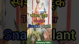 Here is a special trick to water snake 🌵☘️@GreeneryTalks#trending #viral trend#plant #love
