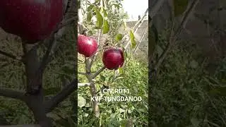 KVF TUNGDANOO & SAMNOO contact no 9622193160