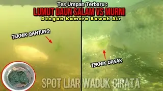 Tes Umpan Dengan Kamera Bawah Air : LUMUT Daun Salam VS Murni