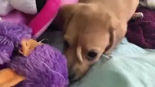 Rescued puppy has an extra tail on forehead