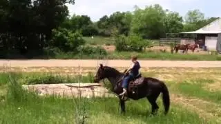 Gentle kid safe horse