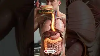 Real-Time Digestion: How Your Body Breaks Down A Burger!