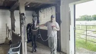 WALKING HORSE FIRST GRADE TRAINING