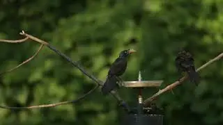 The Grackle
