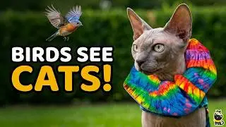 Protecting Birds, One Collar at a Time | Birdsbesafe Cat Collar Covers
