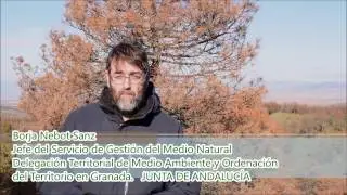 Actuaciones iniciales sobre el decaimiento de los pinares de repoblaci&oacute;n en el PNSierra de Baza