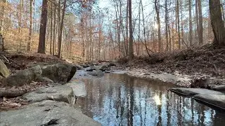 A Walk Through Umstead State Park Loblolly Trail in Late Autumn | Nature Sounds for Sleep and Study