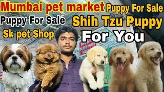 Mumbai Pet Market Puppy For Sale In Sk Pet Shop ￼All Breed Dog #pets 2026 🐶🦮