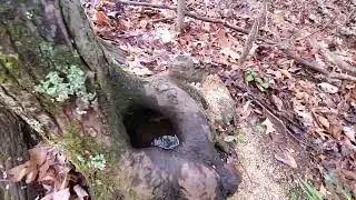 free range chickens have a deep woods hideout-But why this spot?