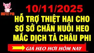 Gi&aacute; heo hơi h&ocirc;m nay 10/11/2025 |HỖ TRỢ CƠ SỞ C&Oacute; HEO MẮC DỊCH TẢ| md12pig #giaheohoihomnay #giaheohoi