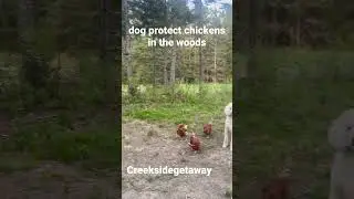 dog protect chickens in the woods