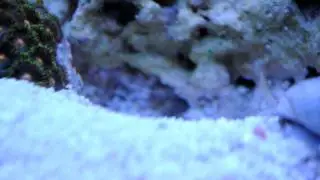 Yellowhead jawfish building his first home