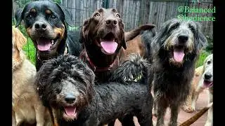 Dogs in boarding-training at Balanced Obedience dog and puppy training on Oahu, Hawaii
