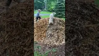 A Fresh Load of Woodchips #spring #family #homestead #puppy