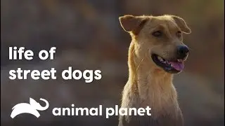 विभिन्न देशों में स्ट्रीट डॉग्स का जीवन | Life of Street Dogs | Animal Planet India