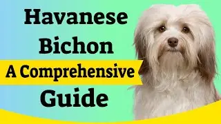 🐾 Havanese Bichon: A Comprehensive Guide