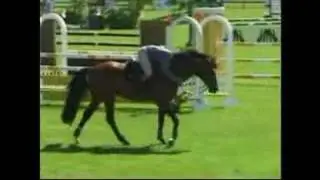 For Paragon - Showjumping Hanoverian Stallion