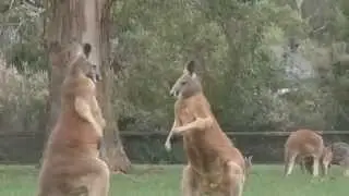 kangaroo Dance By Stanley Ippkiss & concrete Zebra Prod By Concrete Zebra