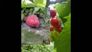 Shinwari Center Guest House, Jaglot Goru KKH GB, Pakistan