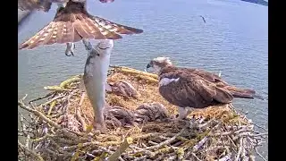 Breakfast arrives for Rutland Ospreys. 29 May 2022
